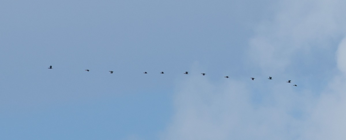 kormorán velký - ML645402762