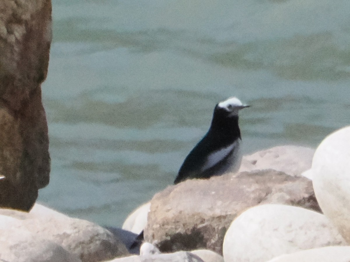 Bergeronnette indienne - ML645402790