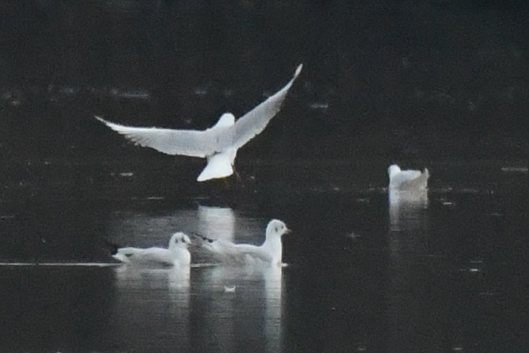 Black-headed Gull - ML645402811