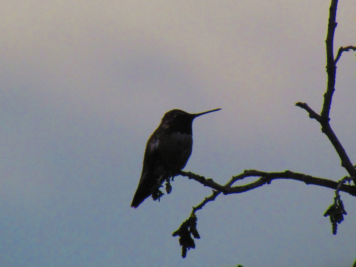 Anna's Hummingbird - ML645402823