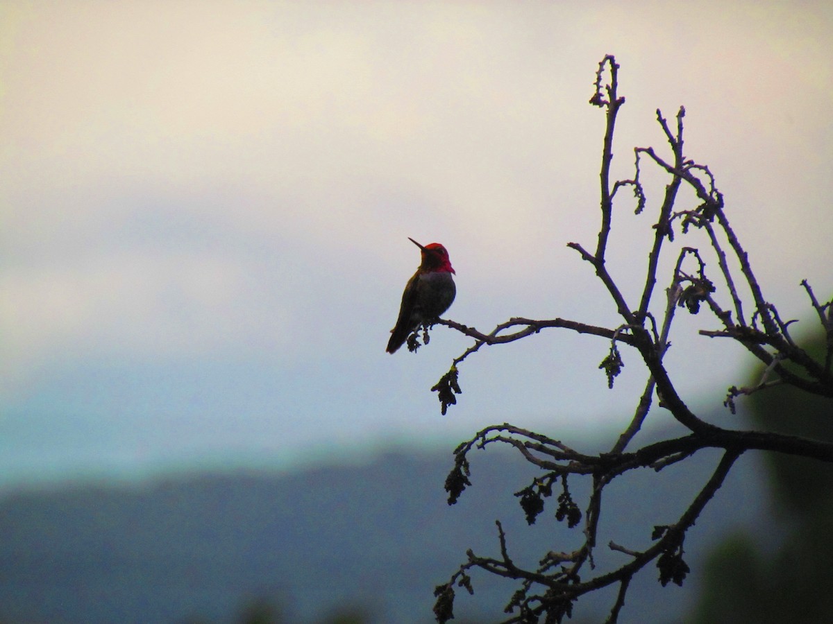 Anna's Hummingbird - ML645402824