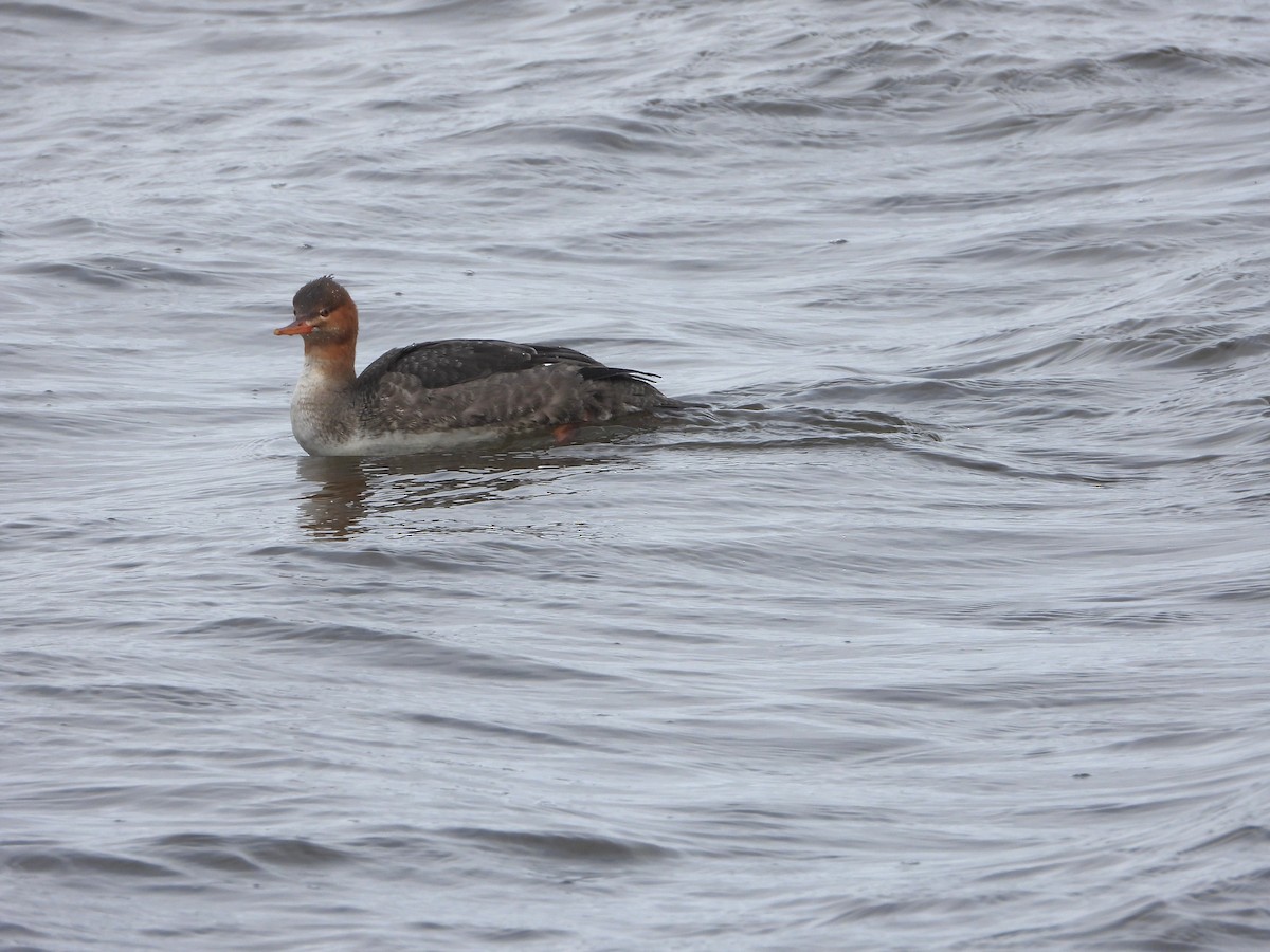 Red-breasted Merganser - ML645402834