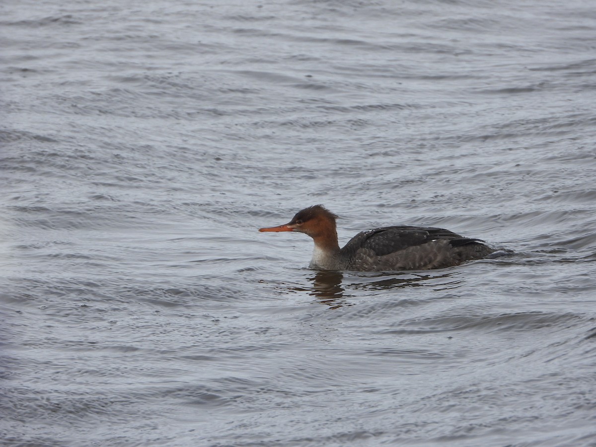 Red-breasted Merganser - ML645402836