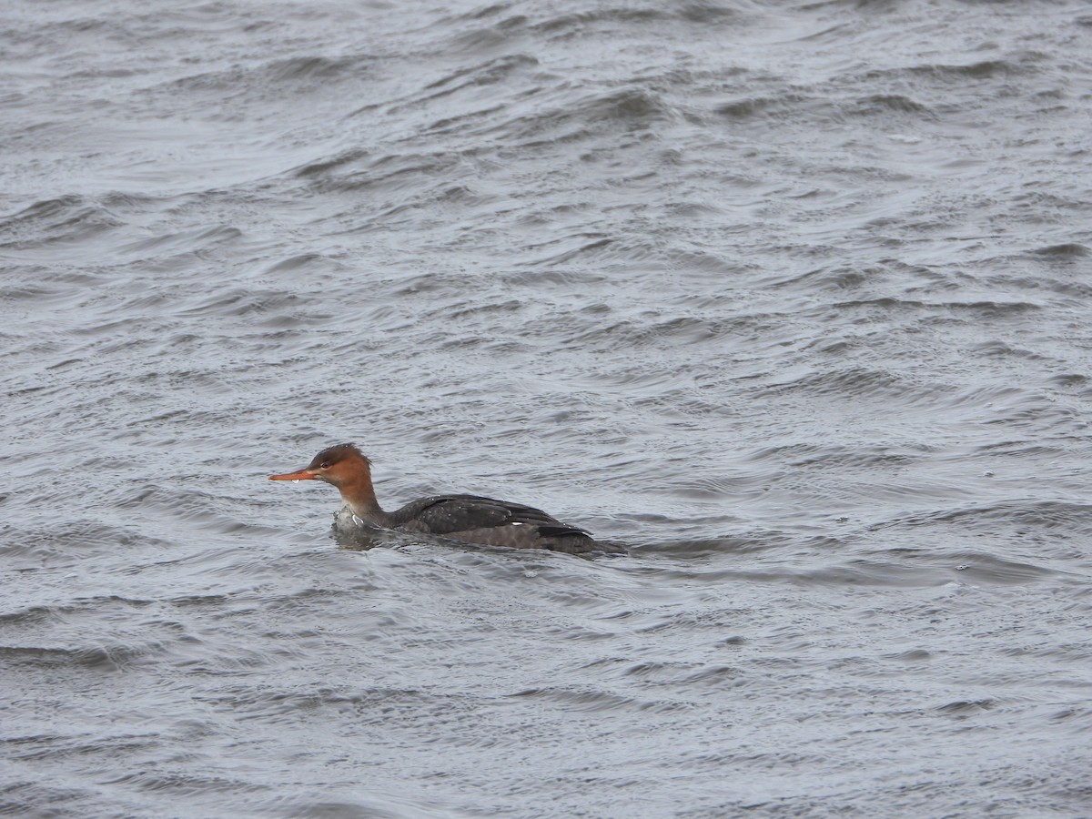 Red-breasted Merganser - ML645402839