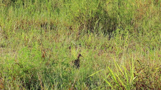 Пастушок королівський - ML645402843