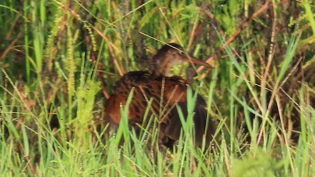 King Rail - ML645402844