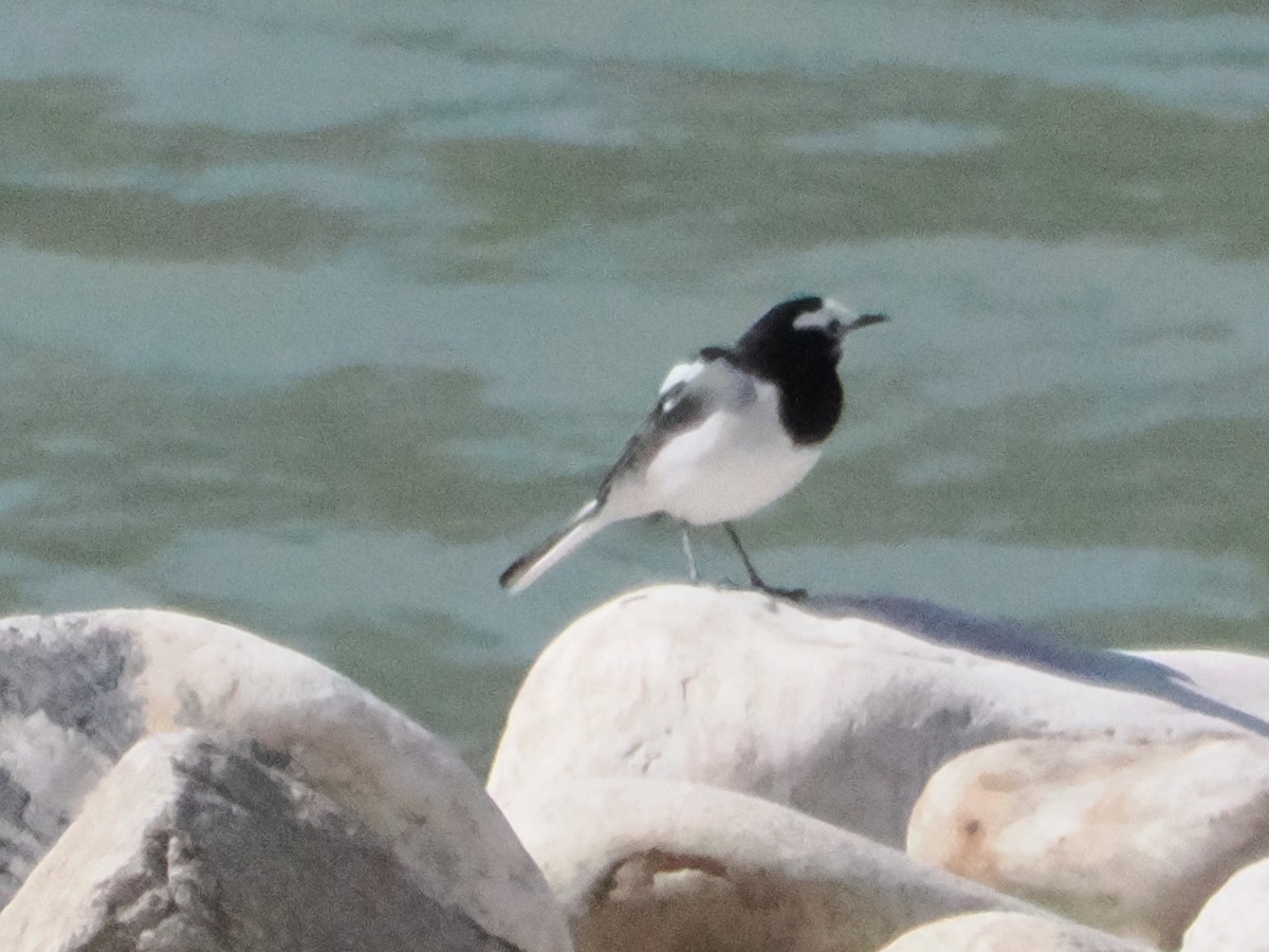 Bergeronnette indienne - ML645402849