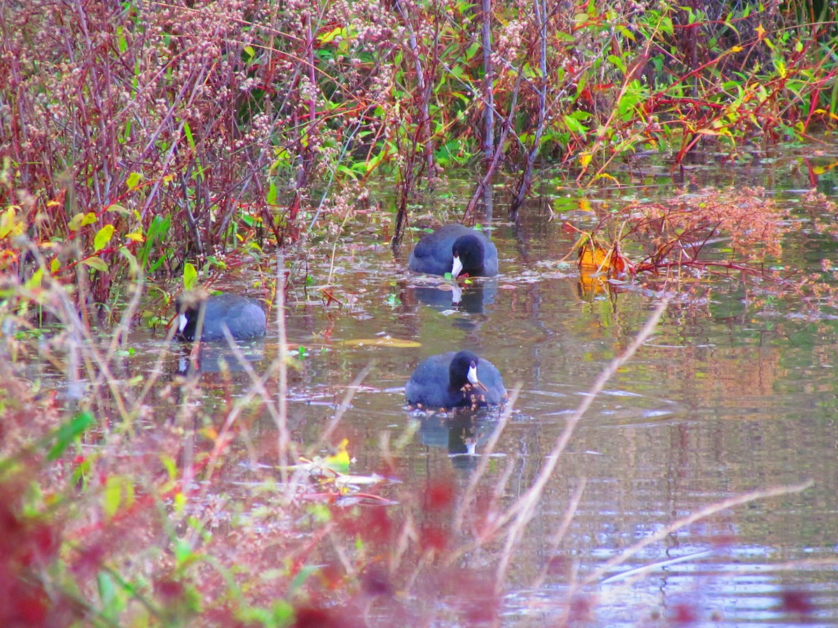 American Coot - ML645402850