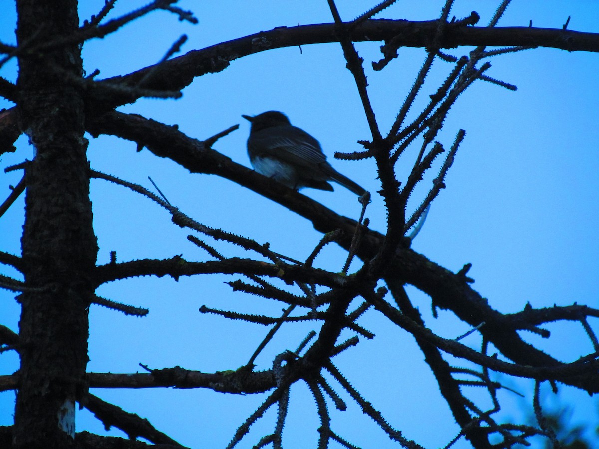 Black Phoebe - ML645402858