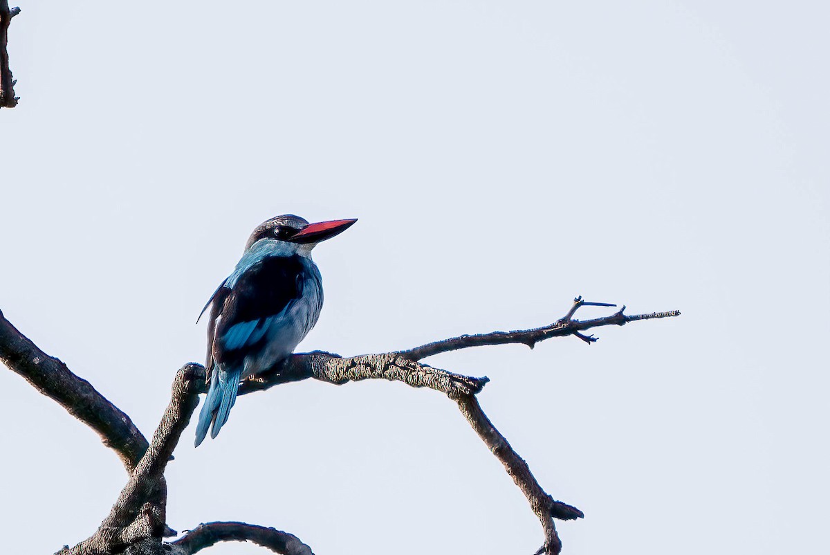 Blue-breasted Kingfisher - ML645402880