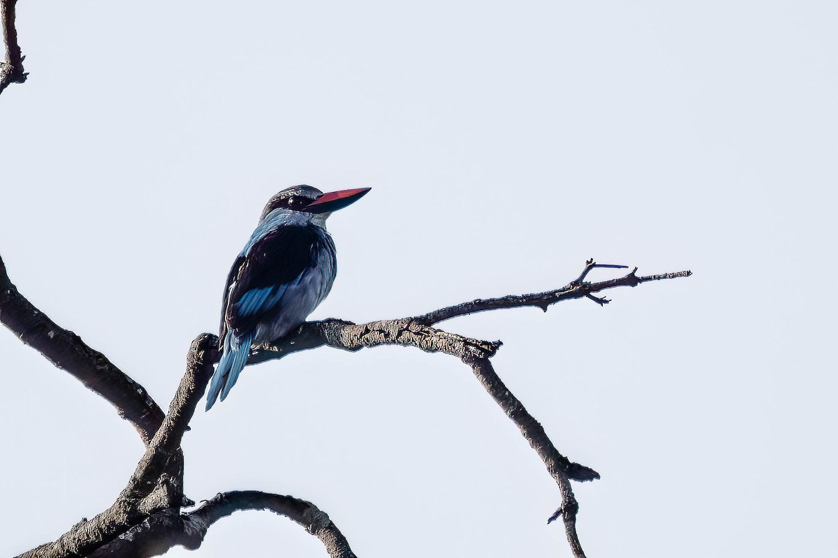 Blue-breasted Kingfisher - ML645402881