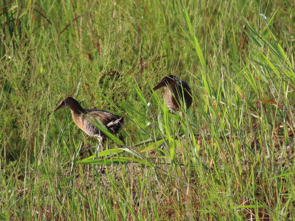 chřástal královský - ML645402882