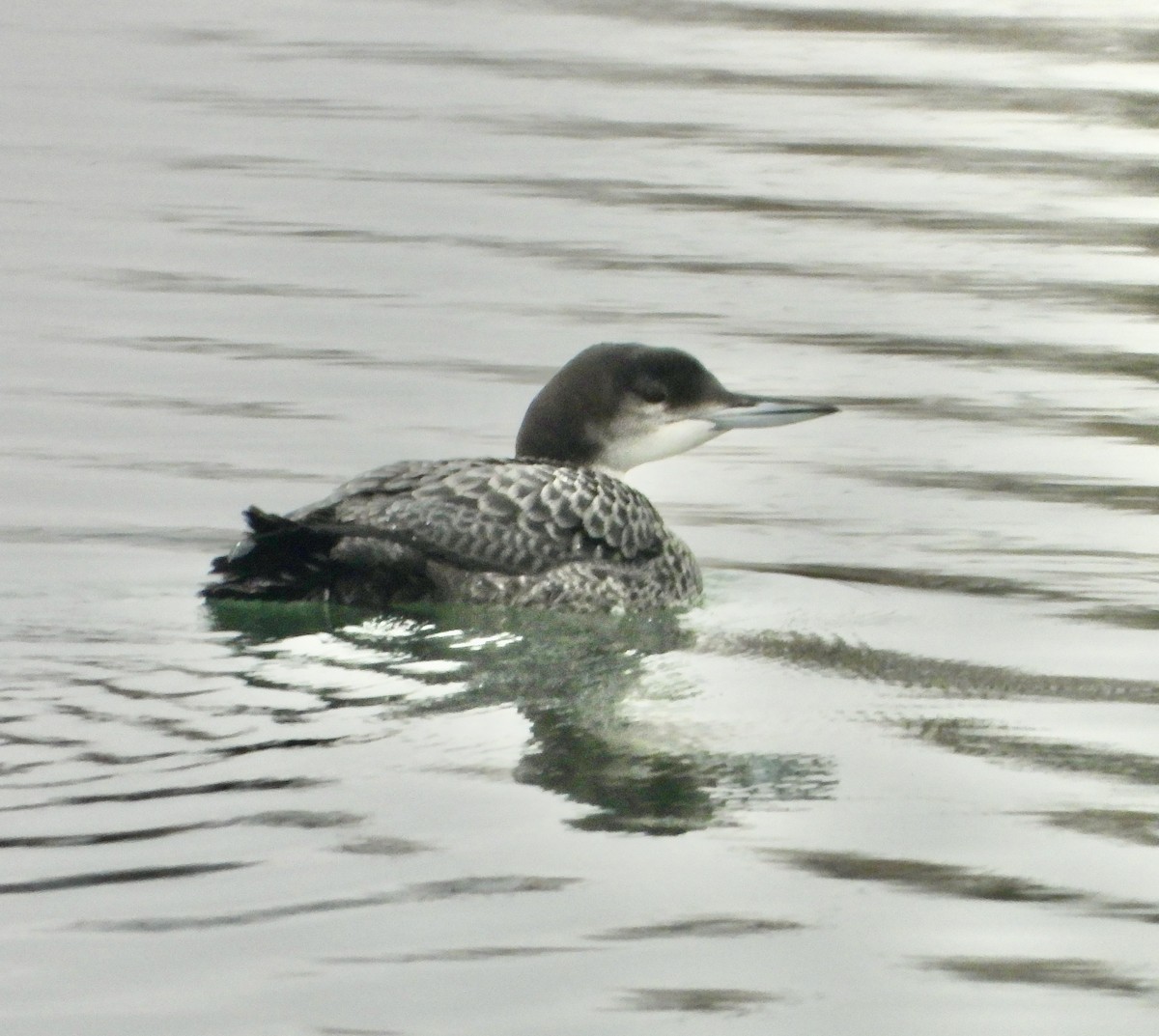 Common Loon - ML645402889