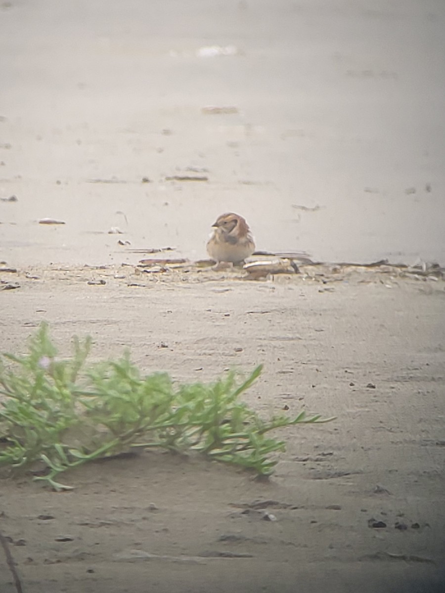 Lapland Longspur - ML645402896