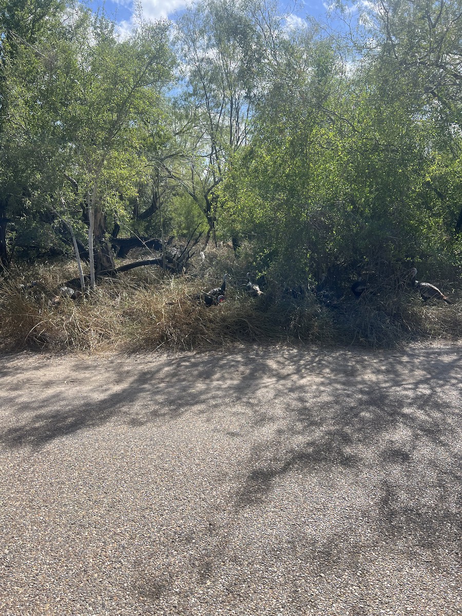 Wild Turkey - ML645402910