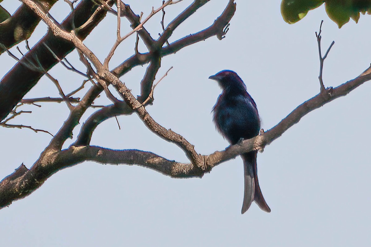 Fork-tailed Drongo (Glossy-backed) - ML645402917