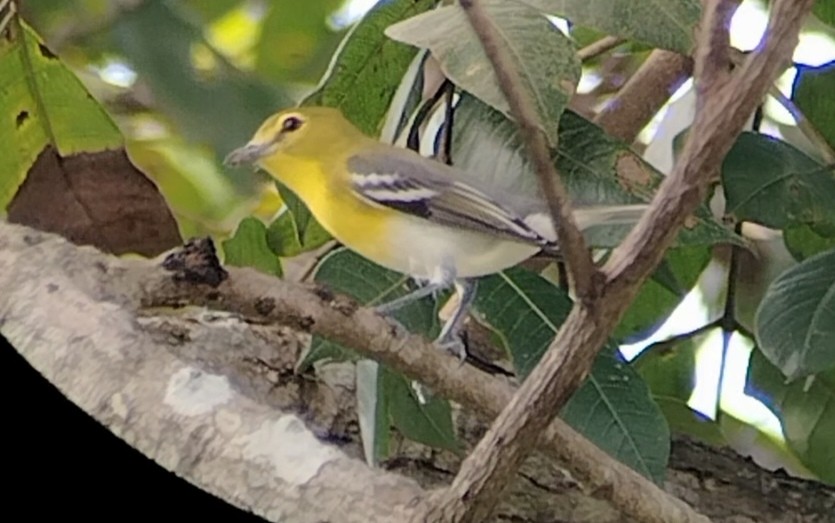 Yellow-throated Vireo - ML645402919