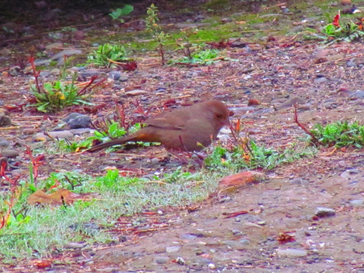 California Towhee - ML645402924