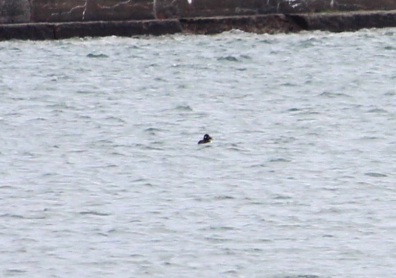 White-winged Scoter - ML645402928
