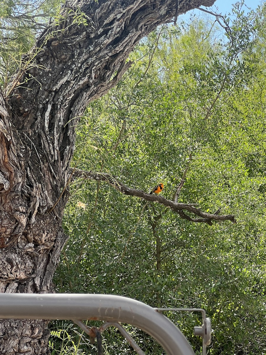 Altamira Oriole - ML645402929