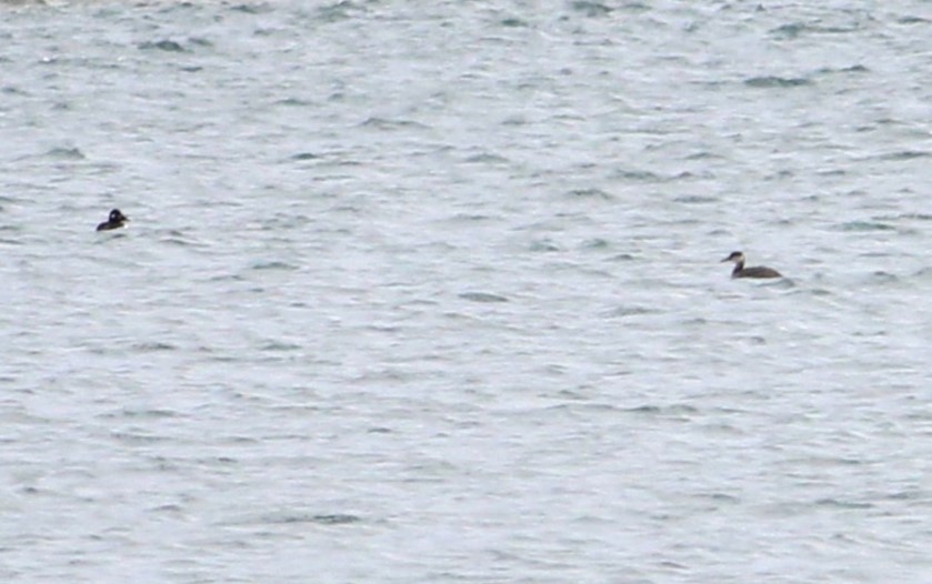 Red-necked Grebe - ML645402946