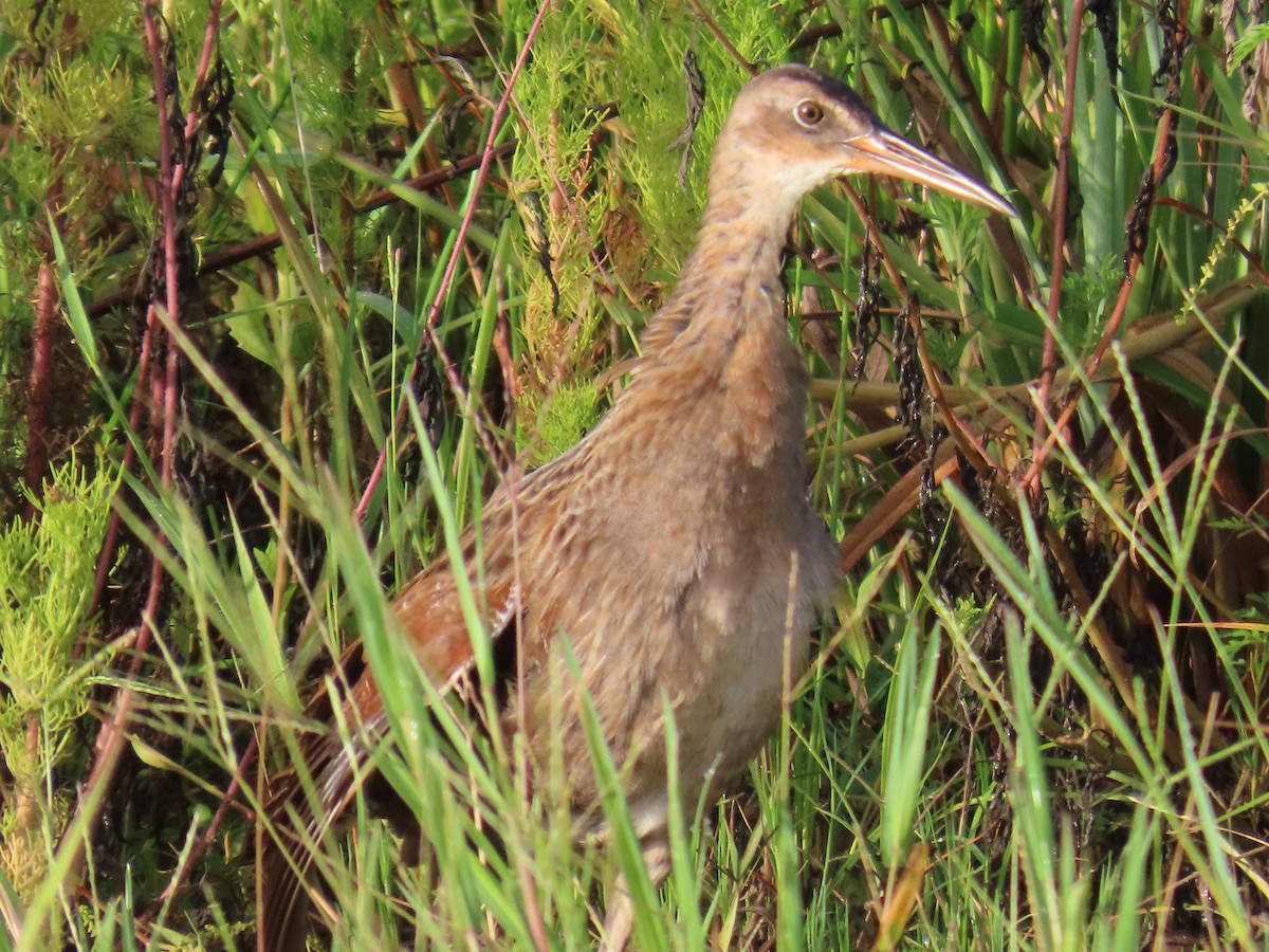chřástal královský - ML645402957