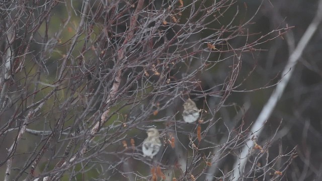 Redpoll - ML645402960