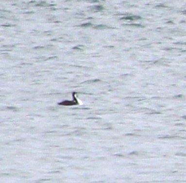 Western Grebe - ML645402961