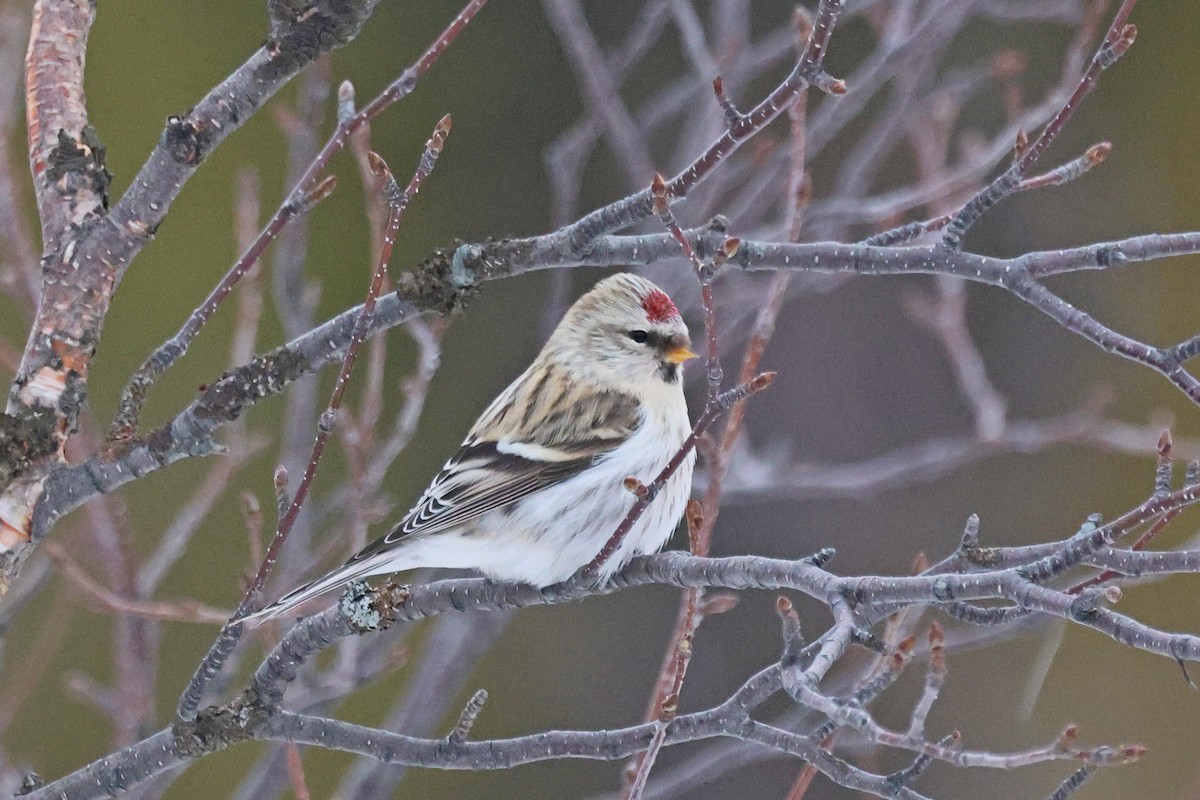 Redpoll (Hoary) - ML645402965