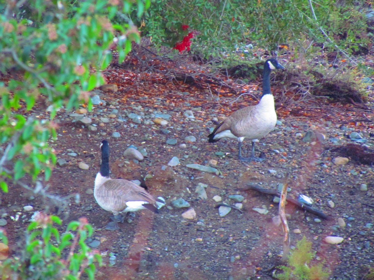 Канад галуу - ML645402994