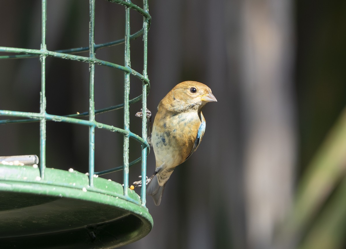 Индиговый колорин - ML645403008