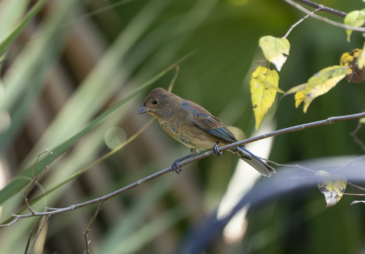 Индиговый колорин - ML645403013