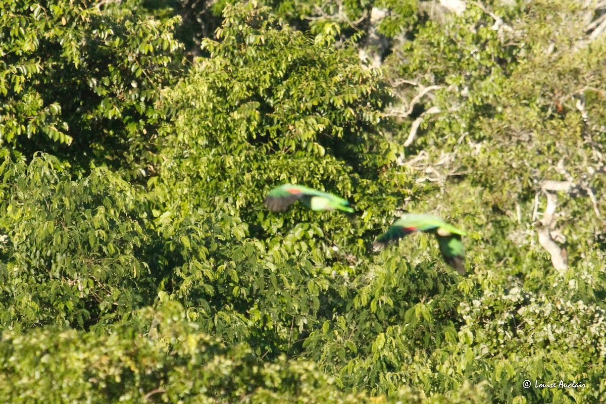 Yellow-crowned Amazon - ML645403015