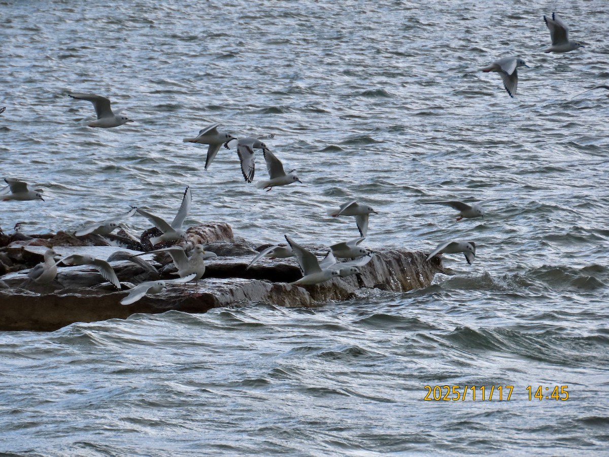 Bonaparte's Gull - ML645403017