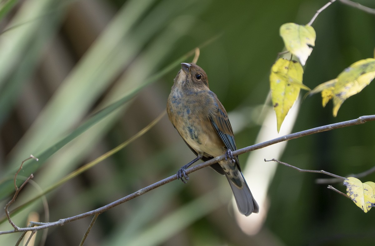 Индиговый колорин - ML645403018