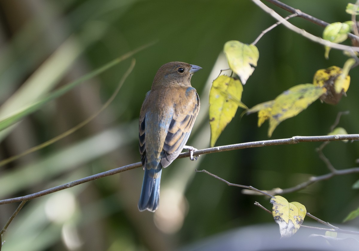 Индиговый колорин - ML645403019