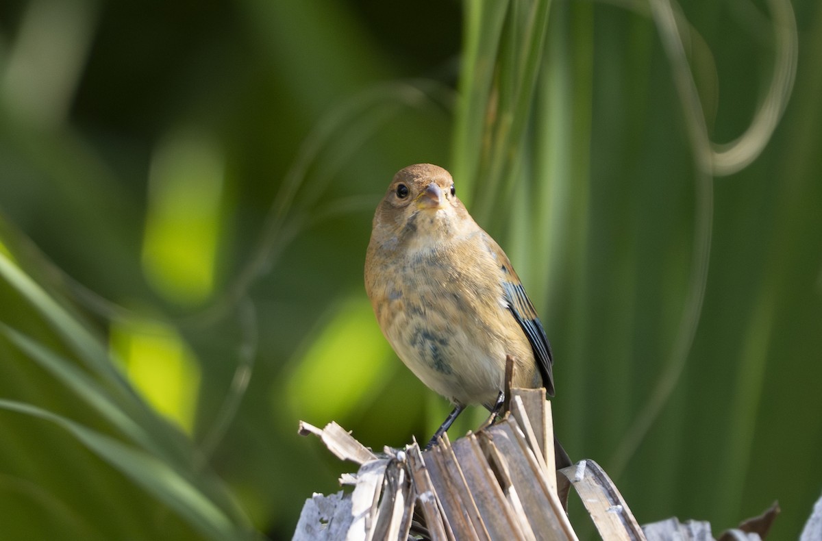 Индиговый колорин - ML645403022