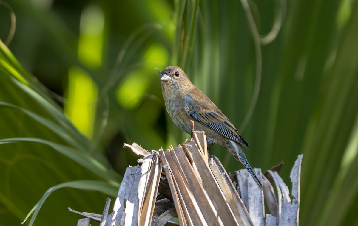 Индиговый колорин - ML645403025