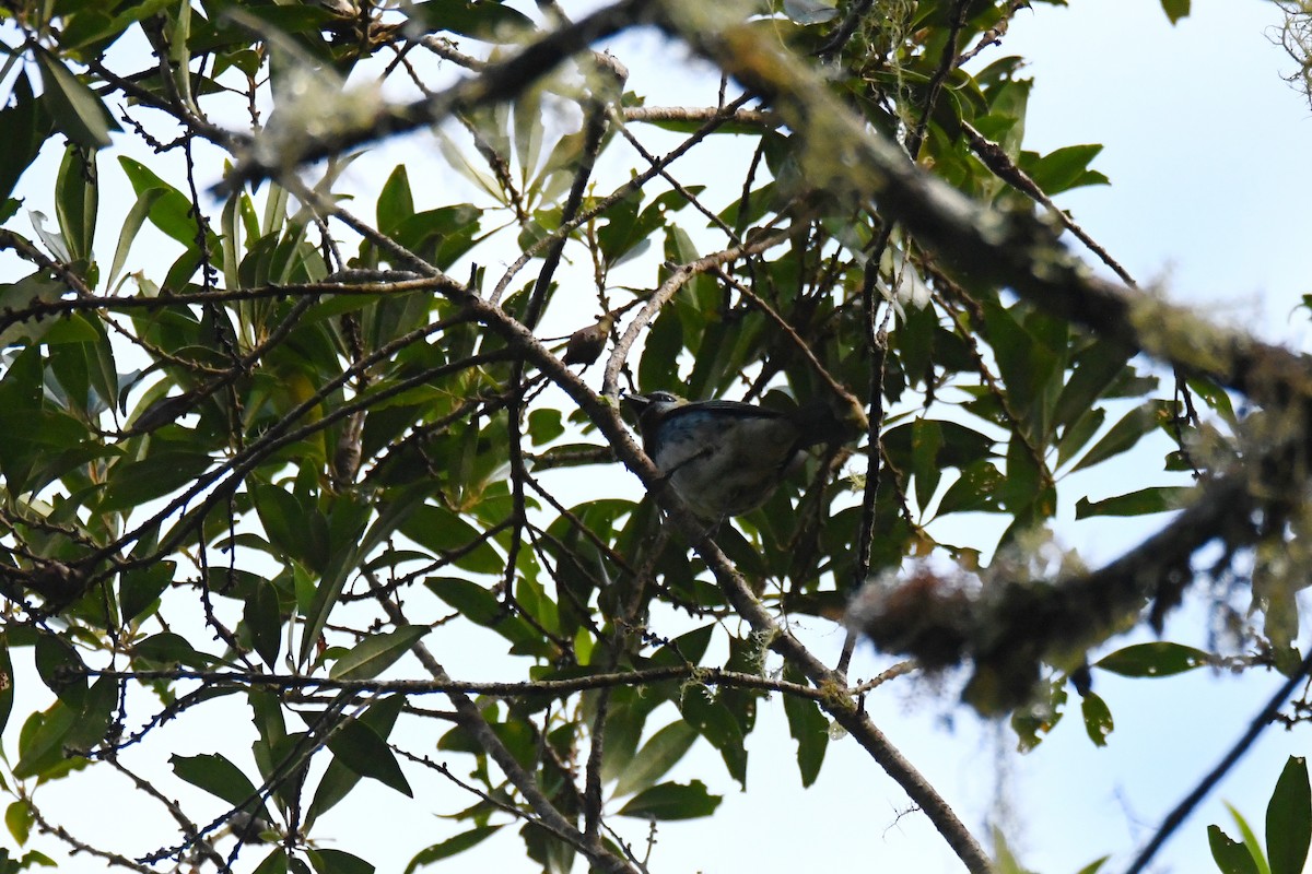 Golden-hooded Tanager - ML645403048