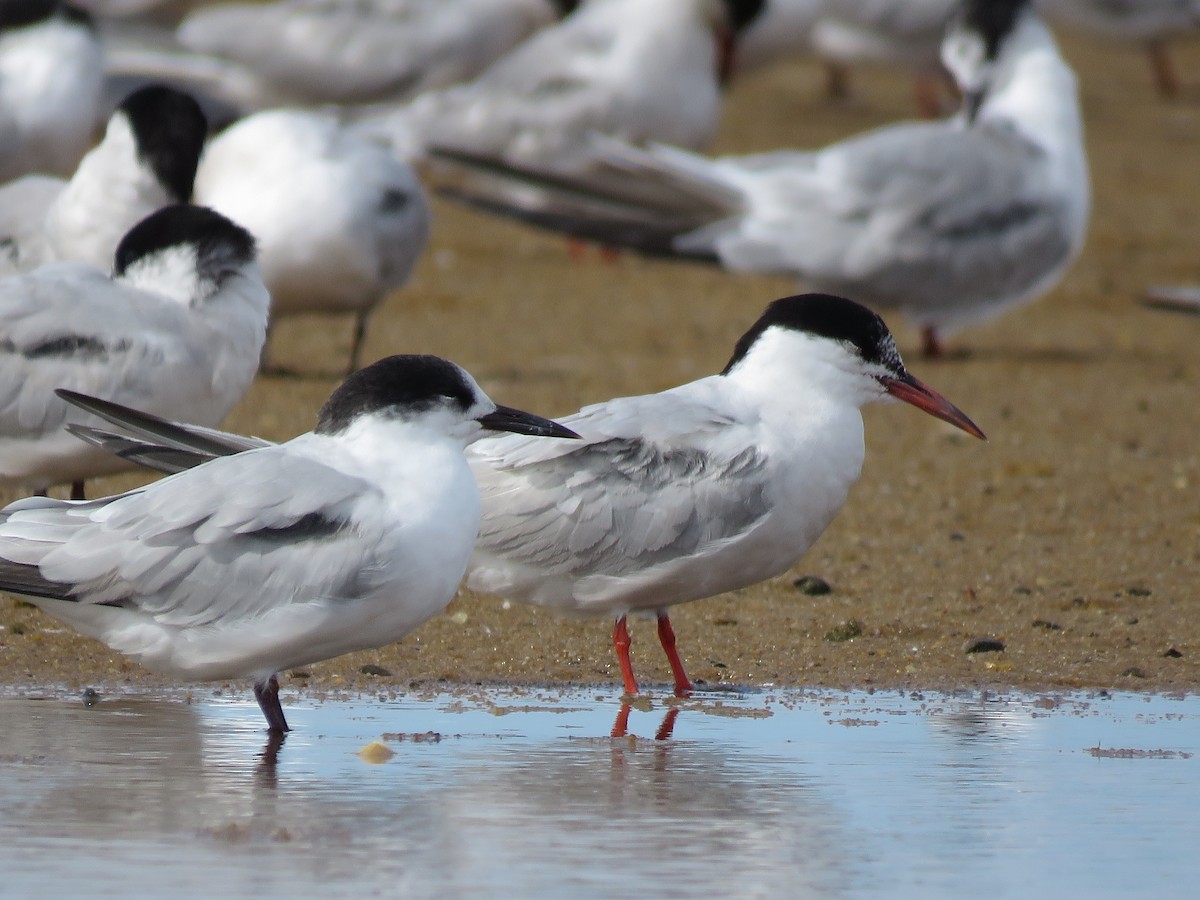 Common Tern - ML645403057
