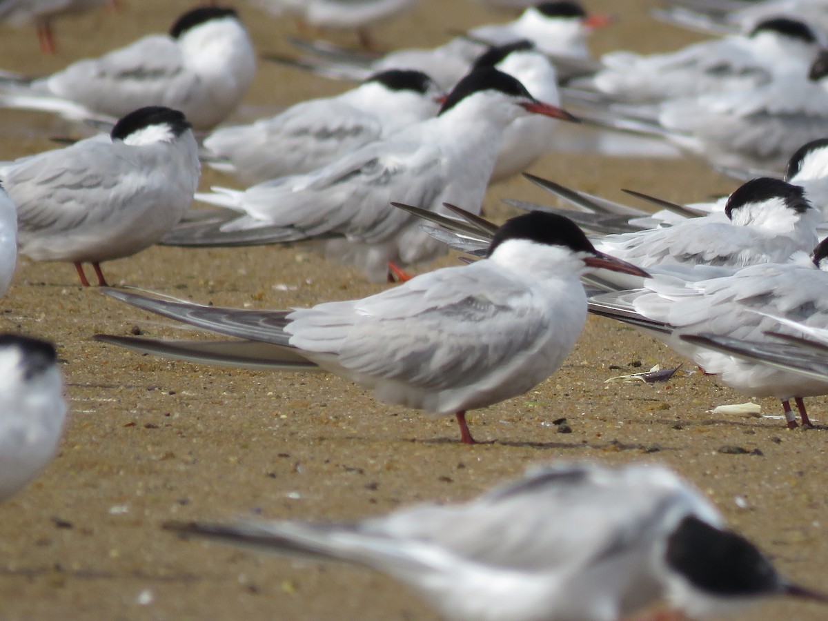 Common Tern - ML645403058
