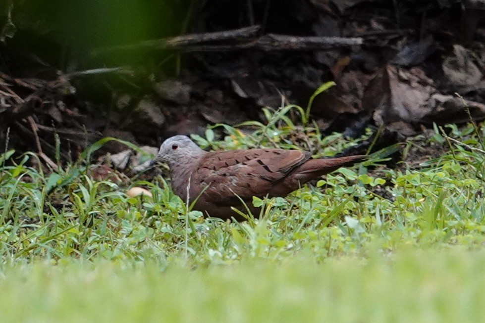 Коричневая земляная горлица - ML645403078