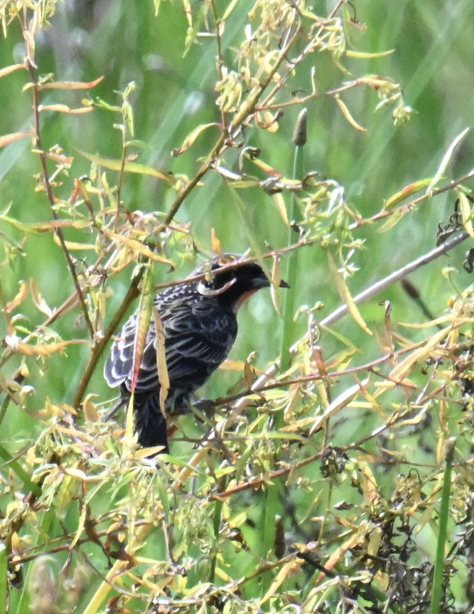Red-breasted Meadowlark - ML645403081