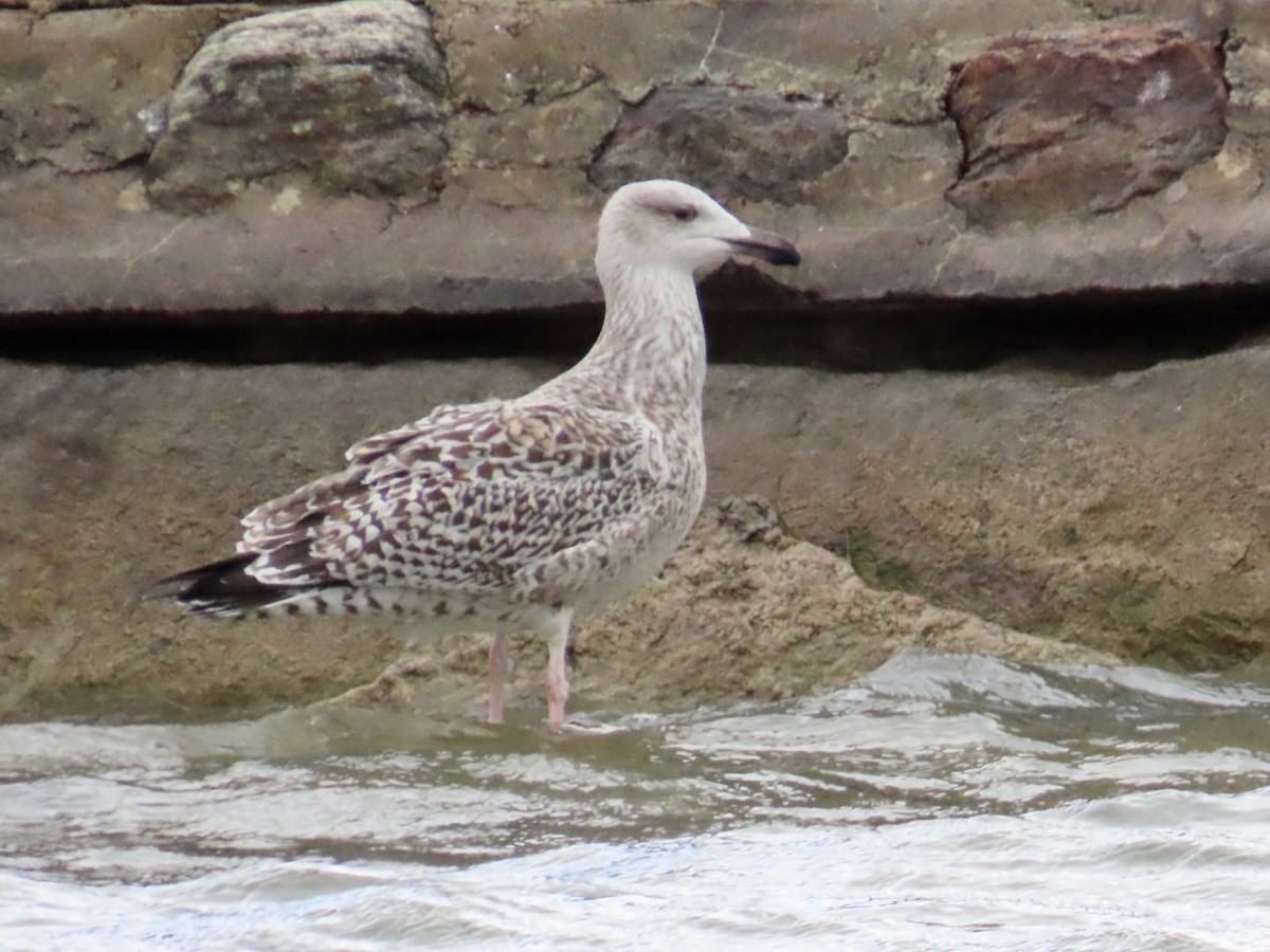 Great Black-backed Gull - ML645403084