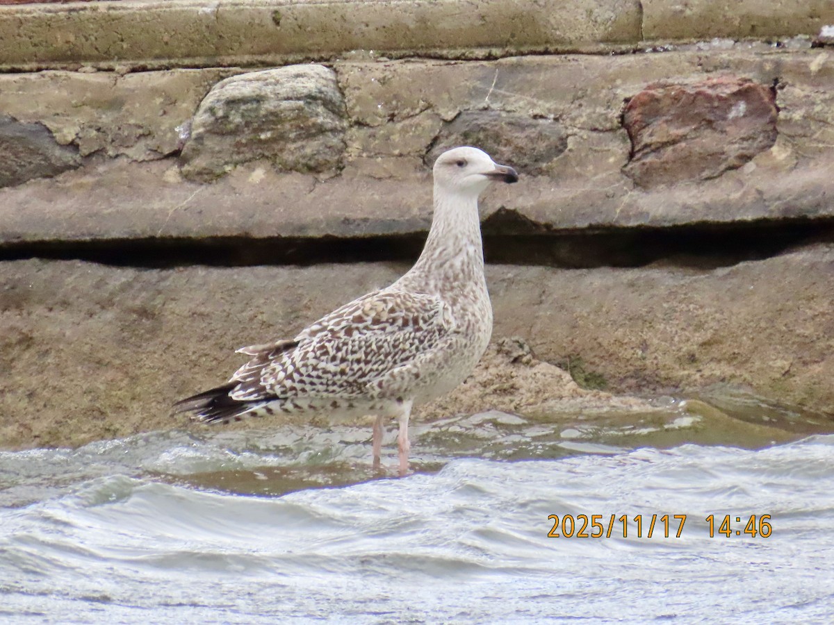 Great Black-backed Gull - ML645403086