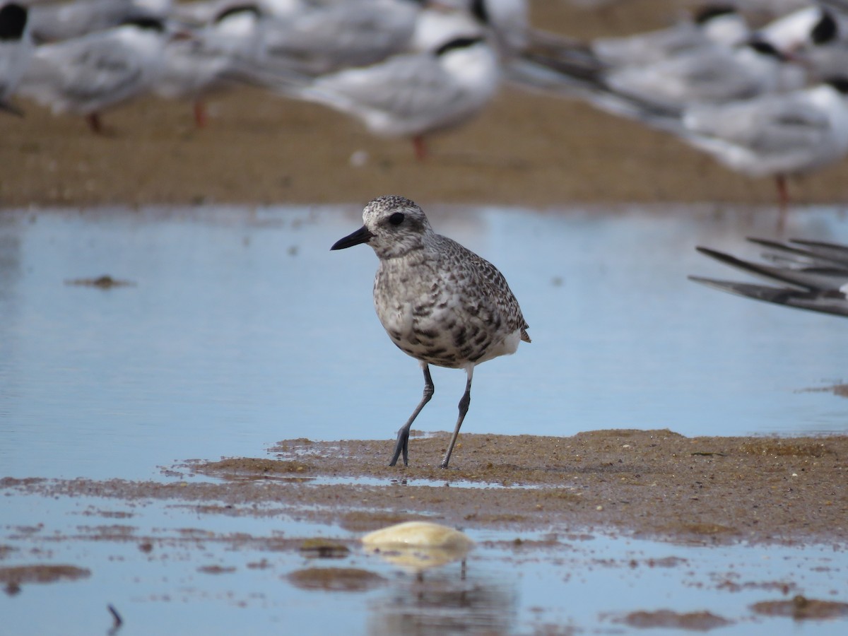 חופזי מנומר - ML645403095