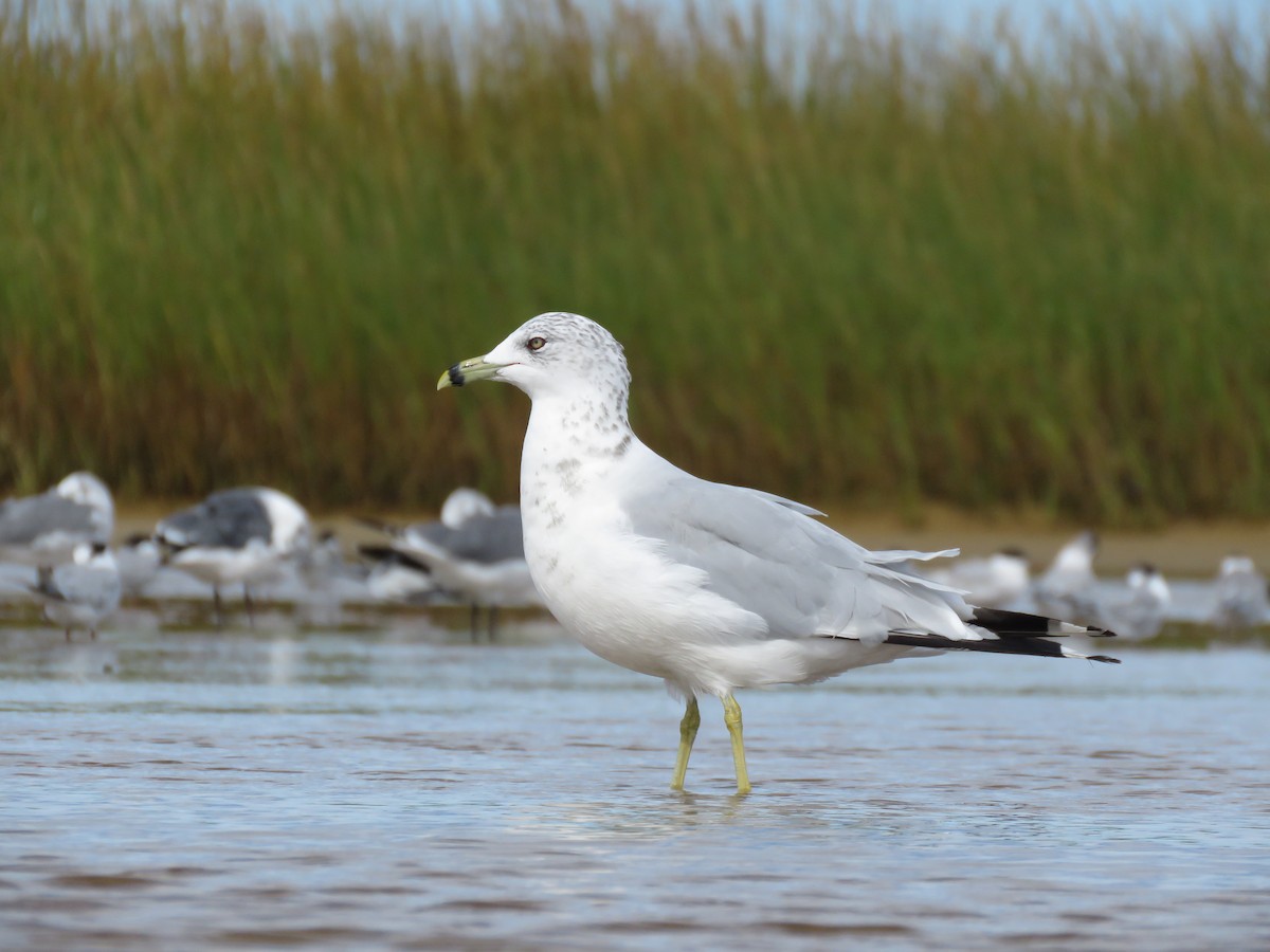 Ring-billed Gull - ML645403104