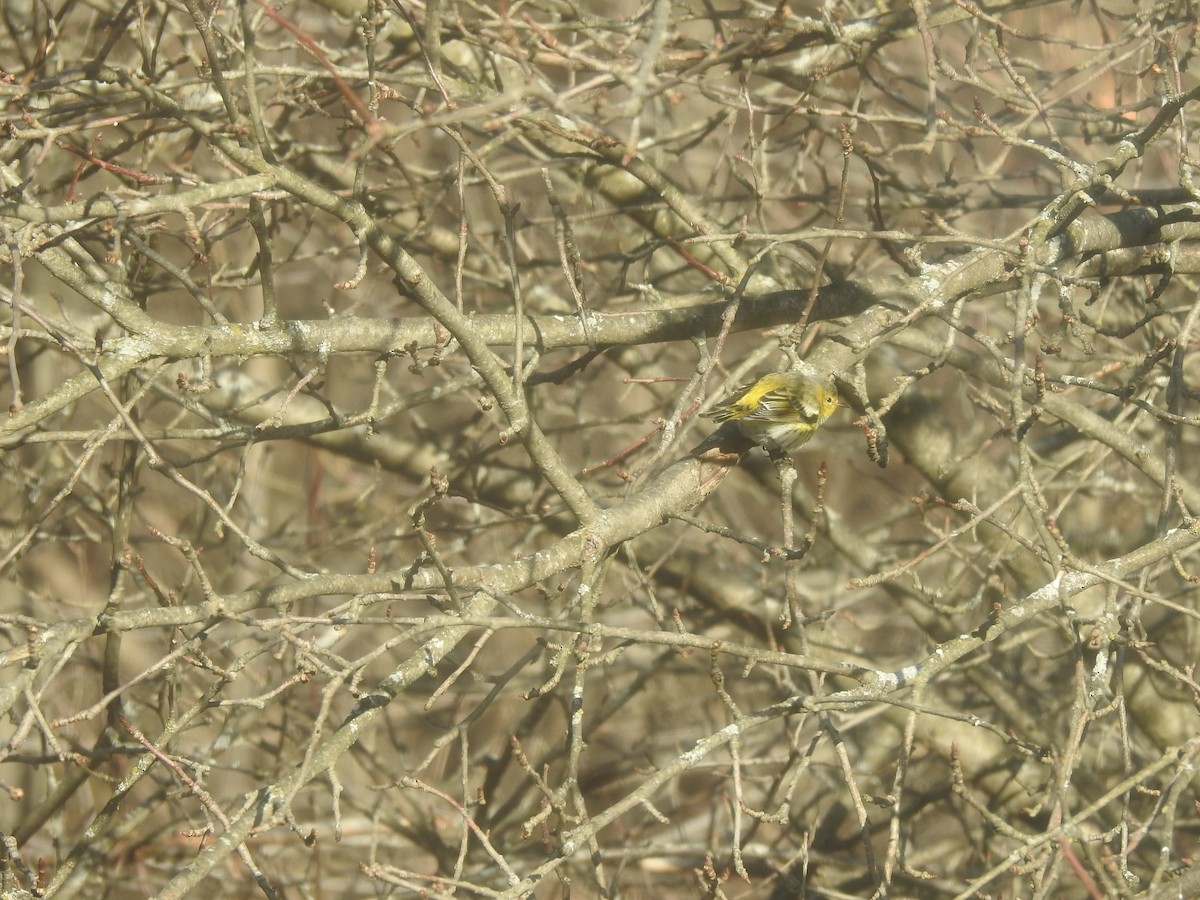 Cape May Warbler - ML645403111