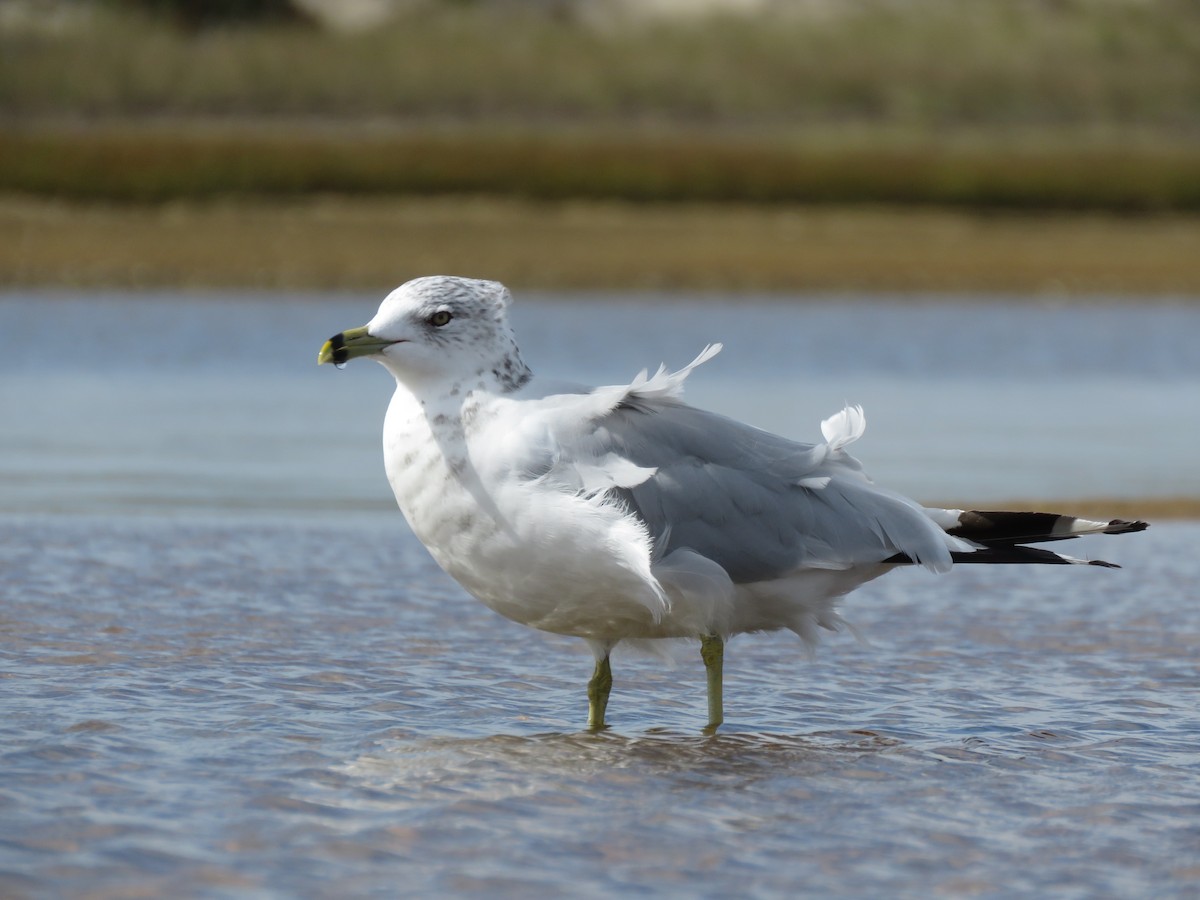 Ring-billed Gull - ML645403116