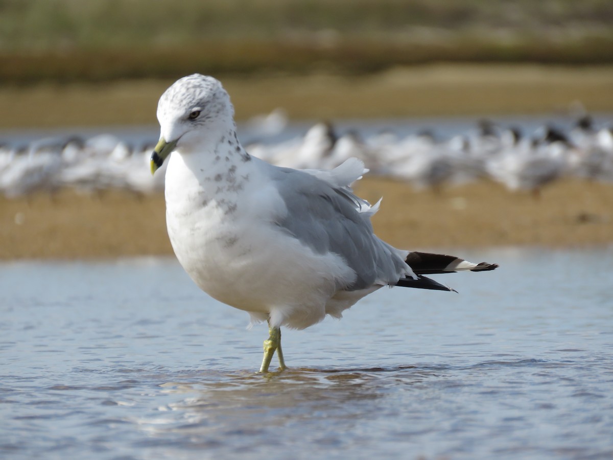 Ring-billed Gull - ML645403117